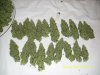 PPP Harvest (9).jpg