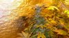 LA Main stalk flower day 67.jpg