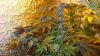 LA Main Stalk flower 67.jpg