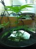 grow11251.jpg