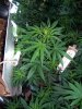 barking-mad-albums-first-grow-picture4450-uvb-light.jpg