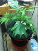 grow12014.jpg