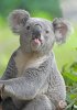 Cute-Funny-Koala-Bears-Tongue-Picture.jpg