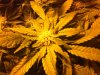 IMG_20120122_094152.jpg