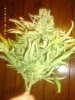 G-13 Pineapple Express 001.jpg