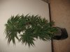 IMG_3700_800x600.JPG