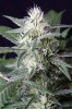 cannabis-gqxjtr4-2234.jpg