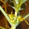 hermaphroditic-cannabis-plants.jpg