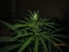 earlyflowering 621.jpg