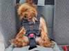 dog-in-car-seat-belt.JPG