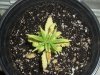 plants 002.jpg