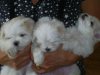 maltese, our new babies. awww soooo cute 006.jpg
