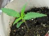 6_WEEK_marijuana_seedling.jpg
