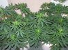 03-07-12- blueberry,trinity kush, grafruit krush 038.jpg