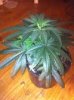 bubba 15 weeks veg.jpg