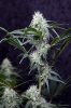 cannabis-vortex1-d28-2821.jpg