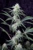 cannabis-vortex1-d28-2823.jpg