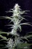 cannabis-vortex2-d28-2830.jpg