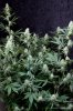 cannabis-vortex3-d28-2834.jpg