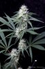 cannabis-vortex3-d28-2837.jpg