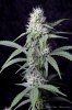 cannabis-vortex4-d28-2843.jpg