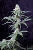 cannabis-vortex4-d28-2846.jpg