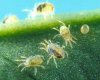 white spider mite.jpg