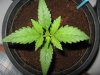 breeders boutique seeds and saudi weed law 004.jpg