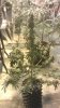 IMAG0109.jpg