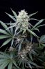 cannabis-vortex1-d44-3116.jpg