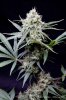 cannabis-vortex1-d44-3115.jpg