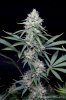 cannabis-vortex1-d44-3113.jpg