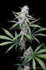 cannabis-vortex2-d44-3095.jpg
