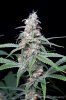 cannabis-vortex2-d44-3091.jpg