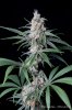 cannabis-vortex2-d44-3090.jpg