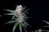 cannabis-vortex2-d44-3089.jpg