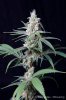 cannabis-vortex2-d44-3087.jpg