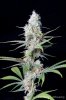 cannabis-vortex2-d44-3084.jpg