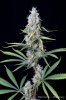 cannabis-vortex3-d44-3079.jpg