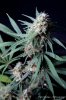cannabis-vortex3-d44-3075.jpg