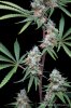 cannabis-vortex3-d44-3070.jpg