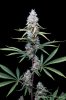 cannabis-vortex3-d44-3068.jpg