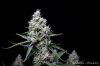 cannabis-vortex4-d44-3108.jpg