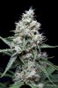 cannabis-vortex4-d44-3105.jpg