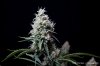 cannabis-vortex4-d44-3103.jpg