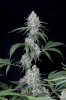 cannabis-vortex4-d44-3099.jpg