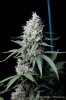cannabis-vortex4-d44-3097.jpg