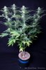 cannabis-spacedawg1-d25-3178.jpg