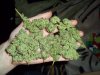 C-99 Handfull O Buds.jpg