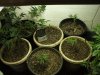 veg room 1 8-29-12.jpg